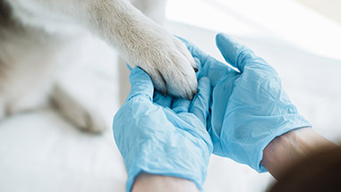 Elanco Receives FTC Clearance in $7.6 Billion Acquisition of Bayer’s Animal Health Business