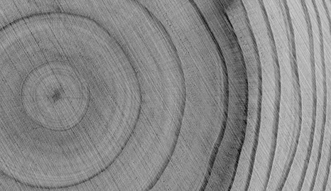 Tree Rings Closeup
